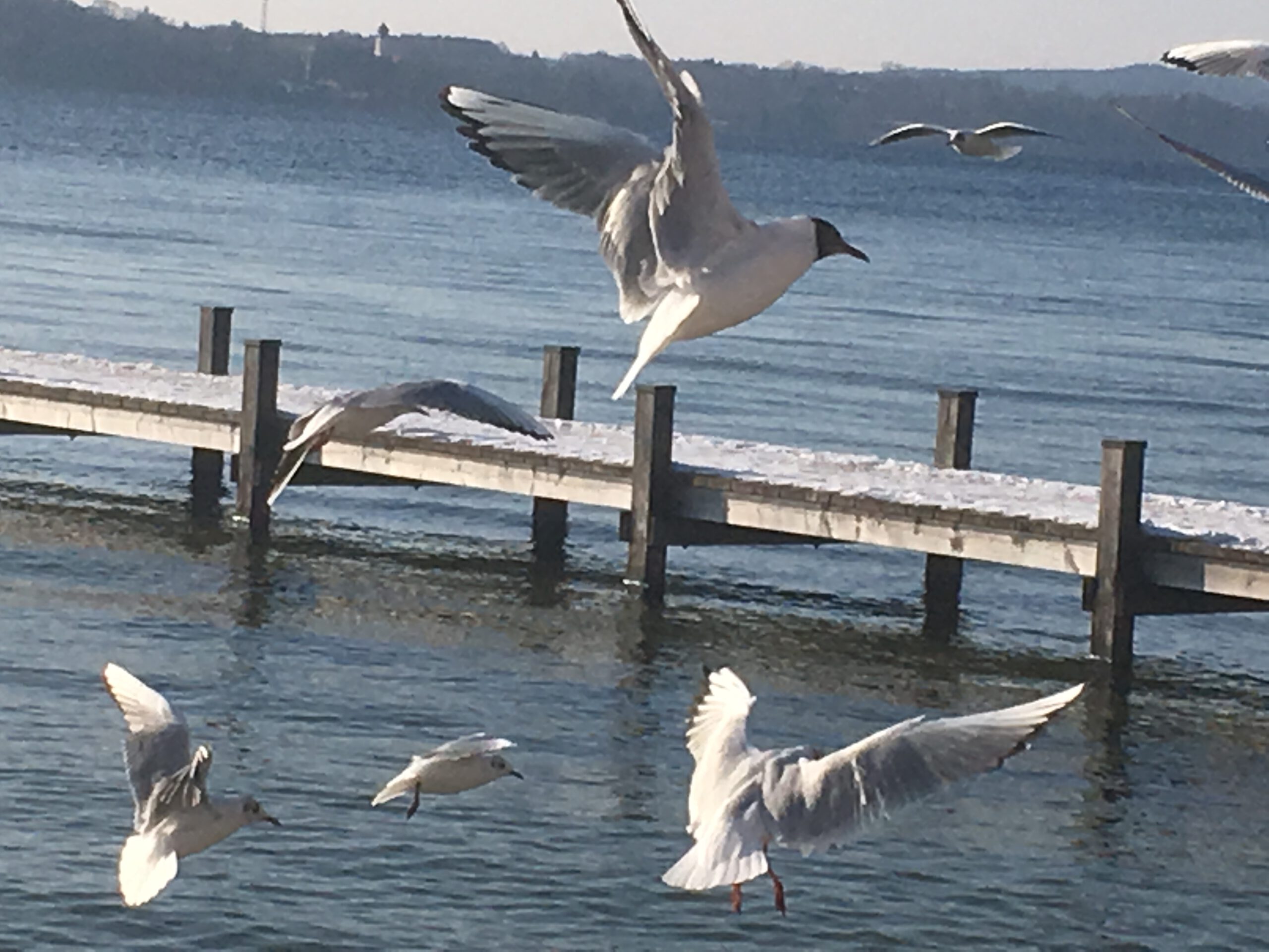 Ein Bild von fliegenden Möwen am See