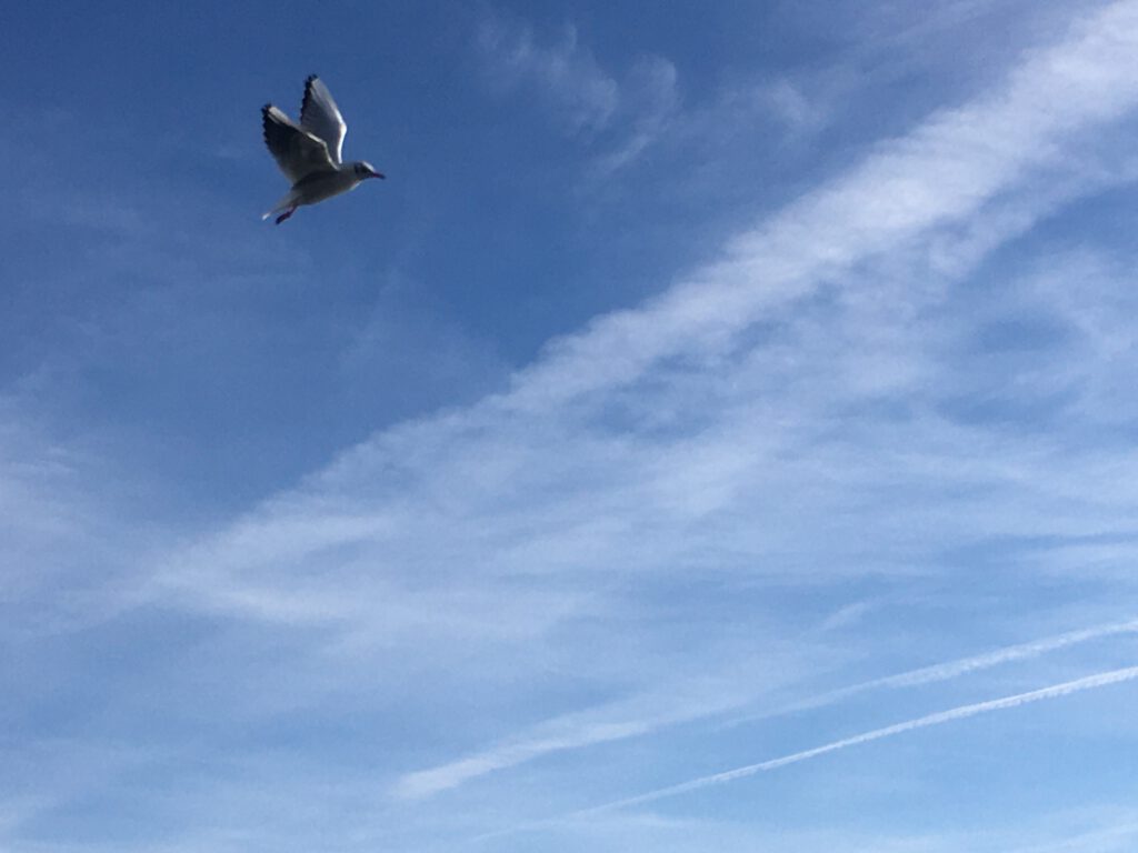 Foto einer fliegenden Möwe vor blauem Himmel